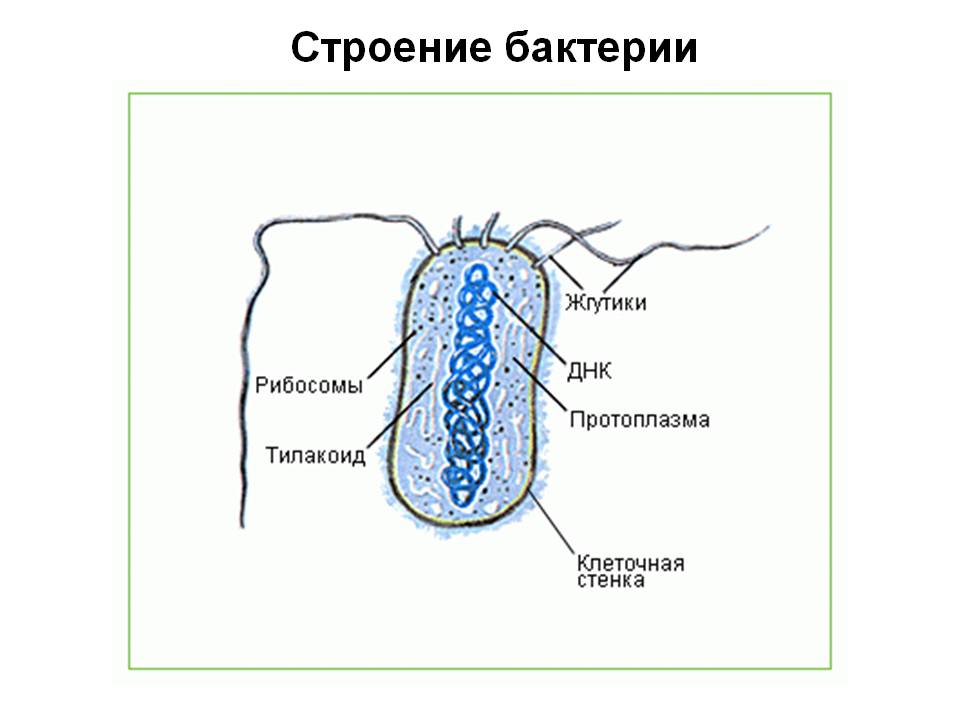 прокариоты. царство дробянок. бактерии - student2.ru