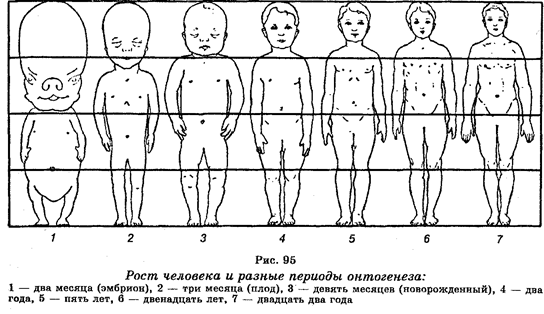 промбриональный и эмбриональный - student2.ru