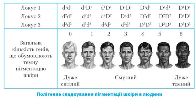 Проміжний характер успадкування в людини. Полігенне успадкування ознак у людини. - student2.ru