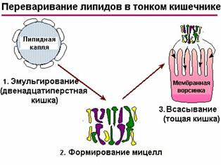 Простагландины - продукты окисления жирных кислот - student2.ru