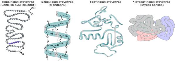 Пространственная организация белковых молекул - student2.ru