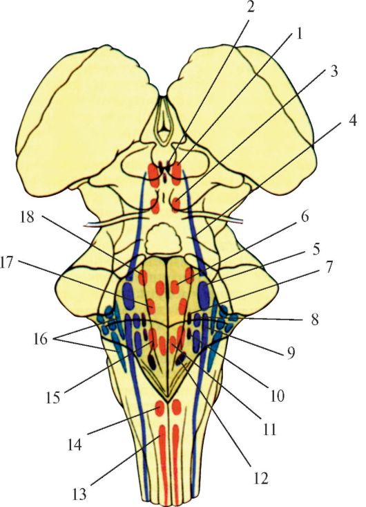 Ромбовидная ямка черепные нервы. Проекция ядер ЧМН. Проекция ядер на ромбовидную ямку. Ромбовидная ямка ядра черепных нервов.