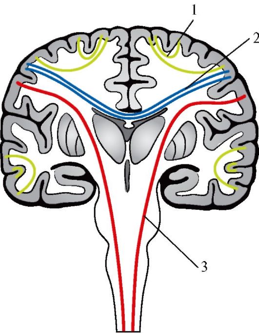 Проводящие пути головного и спинного мозга 2 страница - student2.ru