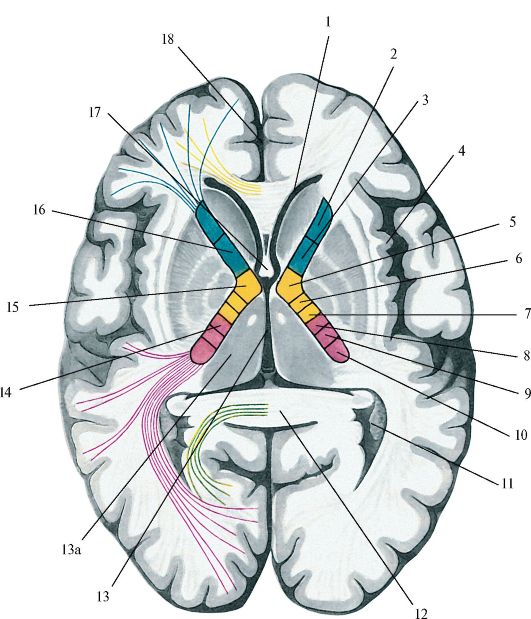 Проводящие пути головного и спинного мозга 2 страница - student2.ru