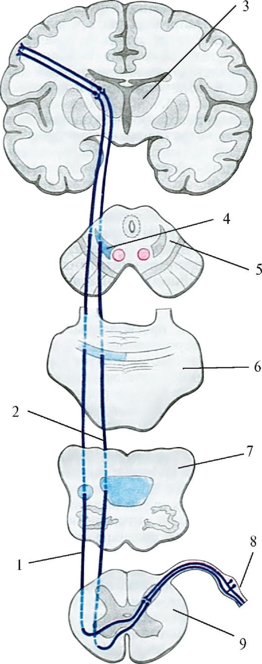 Проводящие пути головного и спинного мозга 3 страница - student2.ru