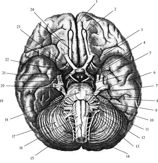 Проводящие пути головного и спинного мозга 3 страница - student2.ru