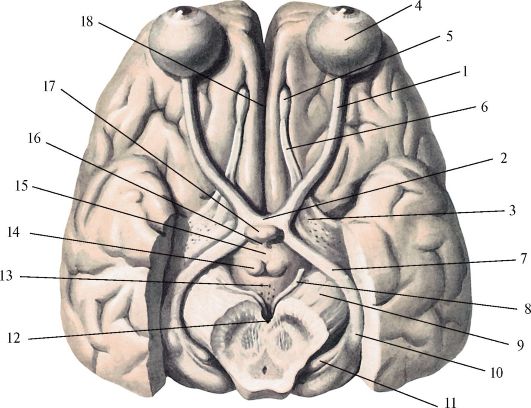 Проводящие пути головного и спинного мозга 3 страница - student2.ru