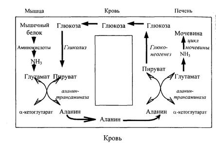 Пути обезвреживания аммиака в тканях животных - student2.ru