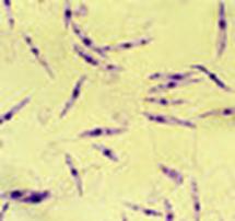 Работа 15.4. Лямблия (Lamblia intestinalis) - student2.ru