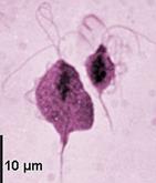 Работа 15.4. Лямблия (Lamblia intestinalis) - student2.ru