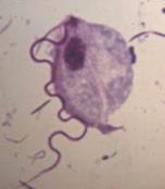 Работа 15.4. Лямблия (Lamblia intestinalis) - student2.ru