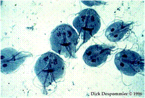 Работа 15.4. Лямблия (Lamblia intestinalis) - student2.ru