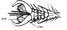 Работа 28.11. Ходильная конечность Musca domestica - student2.ru