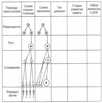 Работа 3. Сперматогенез в семеннике крыс - student2.ru