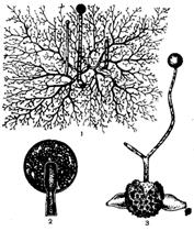 Работа 4.1. Спорообразование у плесневого гриба мукора - student2.ru