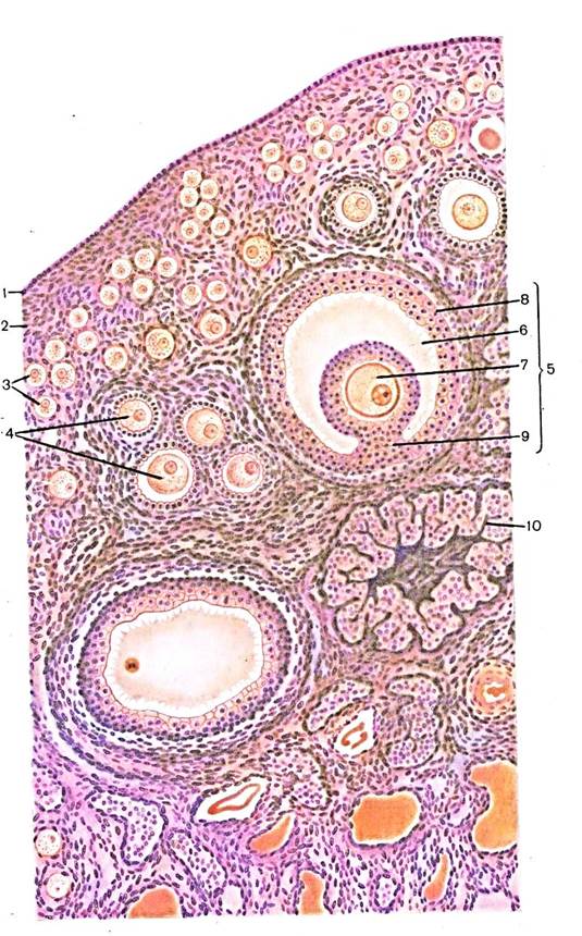Работа 4.2. Строение яичника млекопитающего - student2.ru