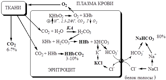 Работа гемоглобинового и бикарбонатного буфера - student2.ru