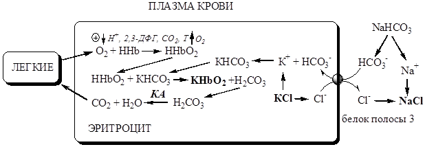 Работа гемоглобинового и бикарбонатного буфера - student2.ru