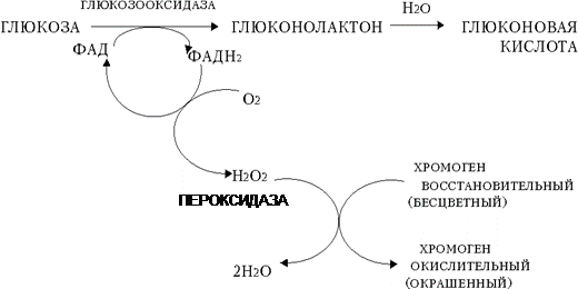 РАБОТА № 1. КОЛИЧЕСТВЕННОЕ ОПРЕДЕЛЕНИЕ ГЛЮКОЗЫ В КРОВИ. ЭНЗИМАТИЧЕСКИЙ (ГЛЮКОЗООКСИДАЗНЫЙ) МЕТОД - student2.ru