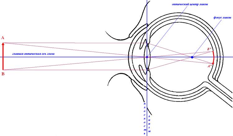 Работа оптической системы глаза - student2.ru