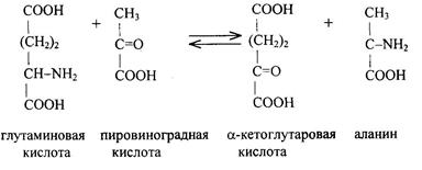 Распад белков в тканях и его биологическое значение - student2.ru