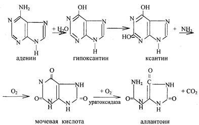 Распад нуклеиновых кислот в тканях - student2.ru