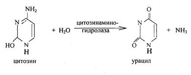 Распад нуклеиновых кислот в тканях - student2.ru