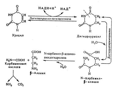 Распад нуклеиновых кислот в тканях - student2.ru