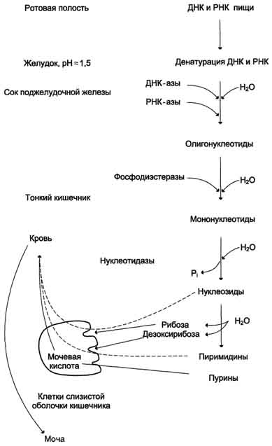 Распад нуклеопротеинов в желудочно-кишечном тракте - student2.ru