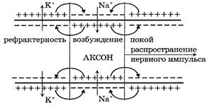 Распространение нервного импульса вдоль возбудимого волокна - student2.ru