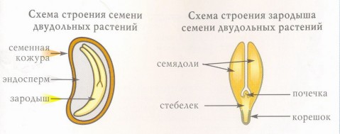 Растения, имеющие в зародыше семени одну семядолю, называют однодольными. К однодольным относят пшеницу, кукурузу, лук, частуху подорожниковую, стрелолист и другие. - student2.ru