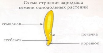 Растения, имеющие в зародыше семени одну семядолю, называют однодольными. К однодольным относят пшеницу, кукурузу, лук, частуху подорожниковую, стрелолист и другие. - student2.ru