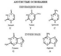 Растительные ткани: строение и функции. - student2.ru