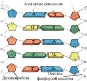 Растительные ткани: строение и функции. - student2.ru