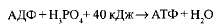 Растворимые в воде углеводы. - student2.ru