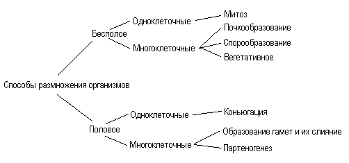 Размножение. Формы и способы размножения. Половое размножение, его эволюционное значение - student2.ru