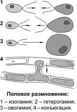 Размножение. Формы и способы размножения. Половое размножение, его эволюционное значение - student2.ru