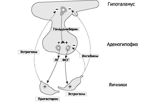 Размножение и развитие человека - student2.ru