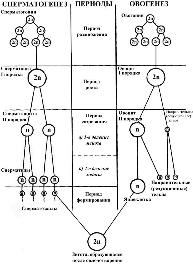 Размножение и развитие человека - student2.ru