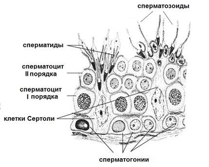 Размножение и развитие человека - student2.ru