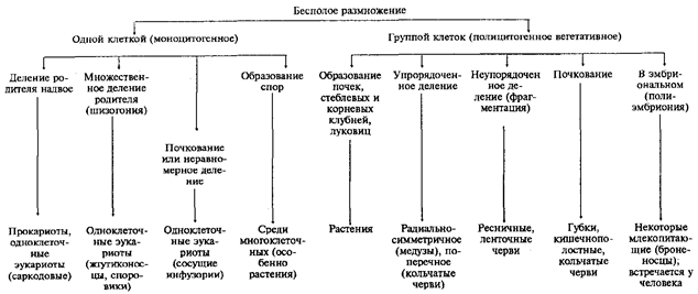 Размножение организмов. Способы и формы. Половое размножение, его эволюционное значение. Чередование гаплоидной и диплоидной фаз жизненного цикла - student2.ru