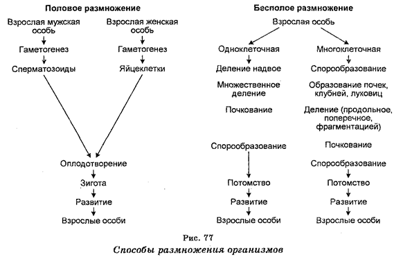размножение, рост и индивидуальное развитие организмов - student2.ru