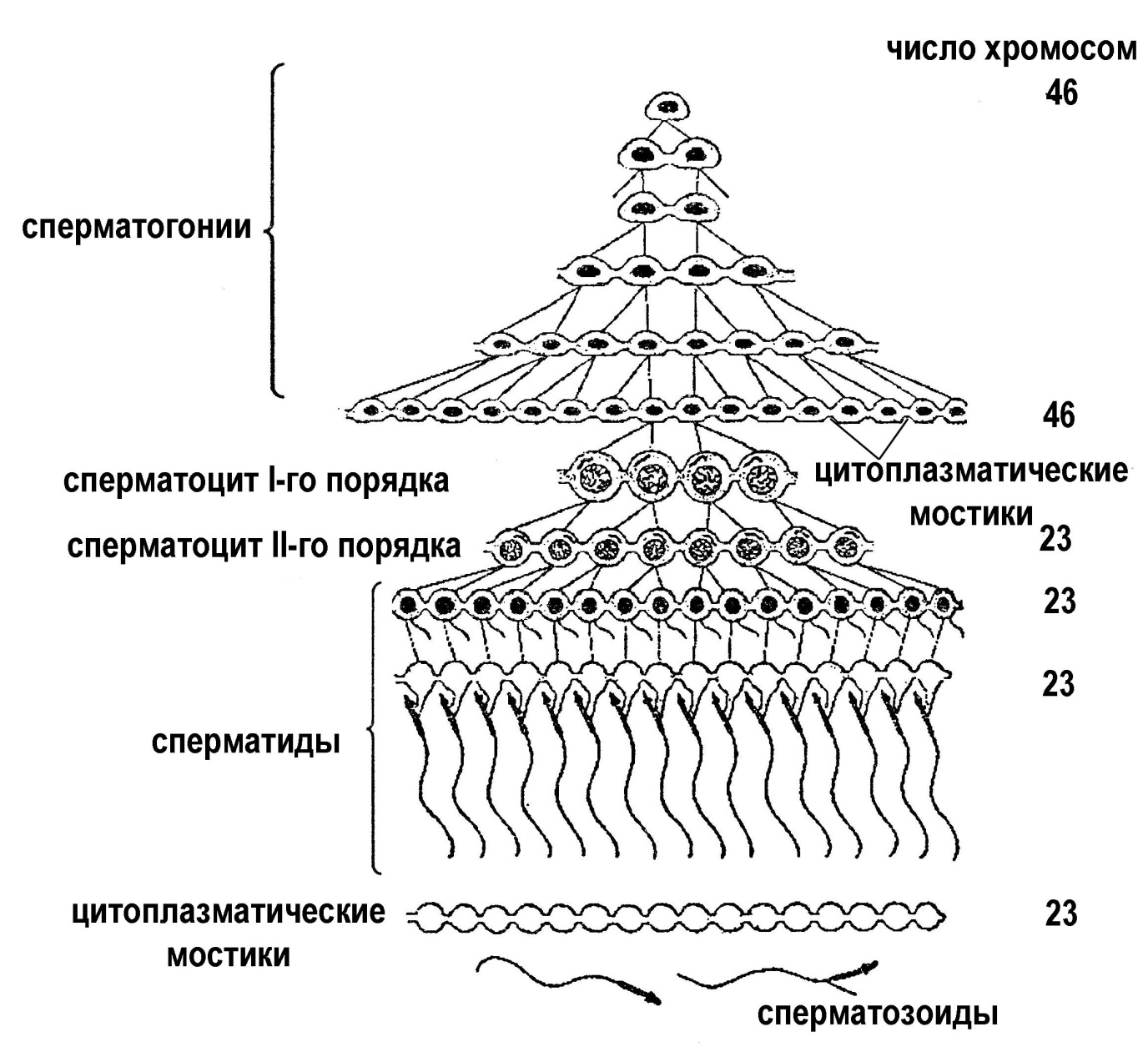 Размножение – свойство живых организмов - student2.ru