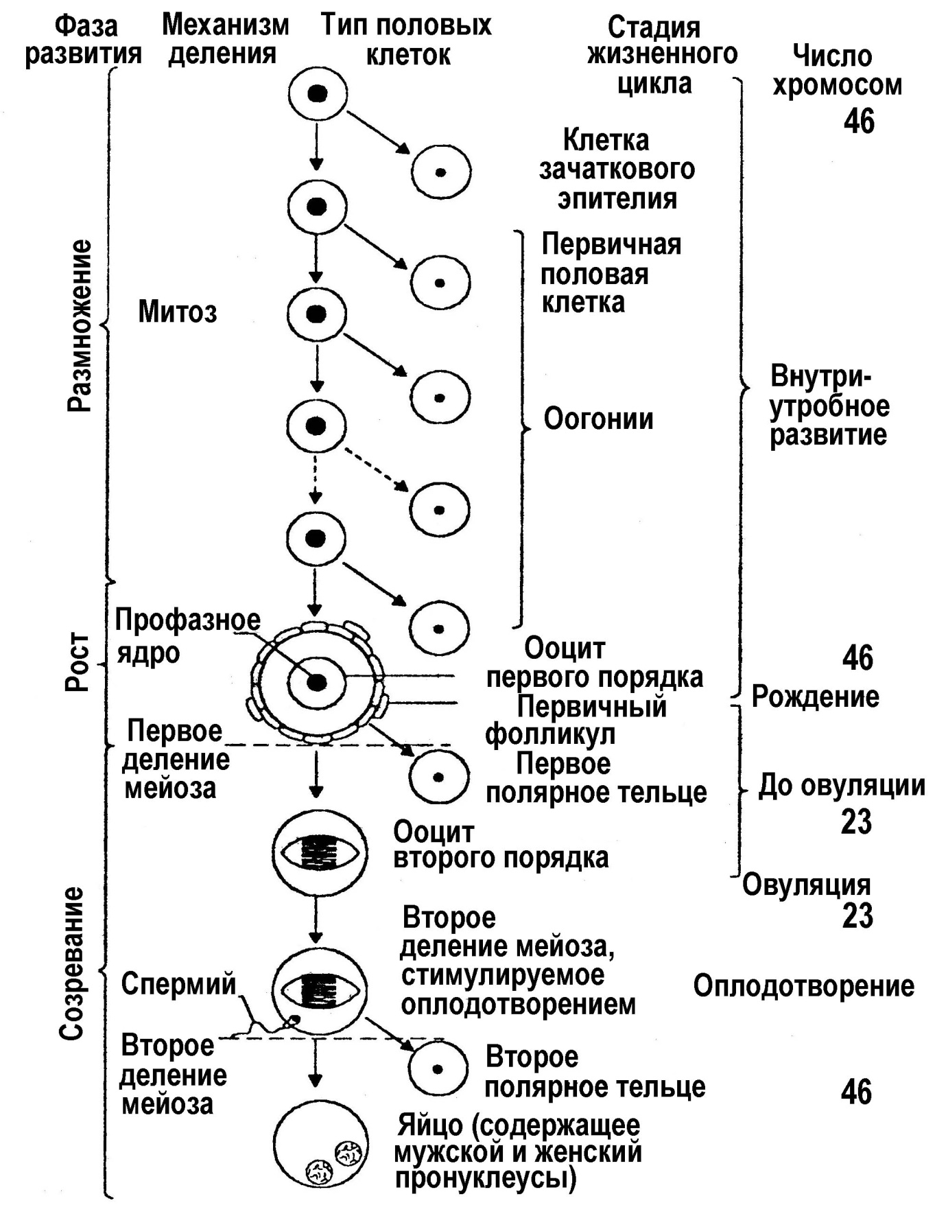 Размножение – свойство живых организмов - student2.ru