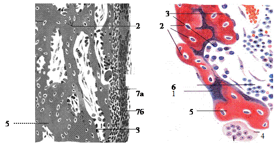 Развитие костной ткани - student2.ru