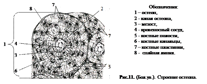 Развитие костной ткани - student2.ru