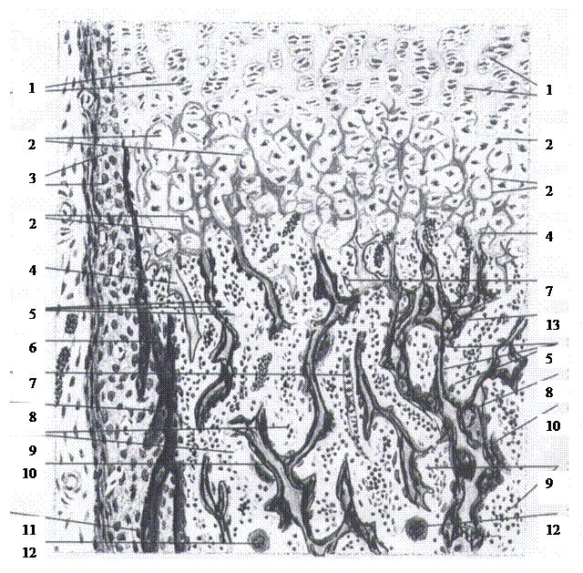 Развитие костной ткани - student2.ru