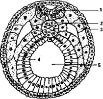 Развитие зародыша на стадии нейрулы - student2.ru