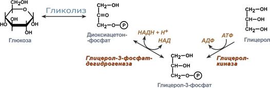Реакции синтеза ТАГ из фосфатидной кислоты - student2.ru