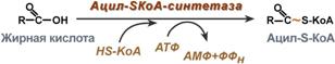 Реакции синтеза ТАГ из фосфатидной кислоты - student2.ru